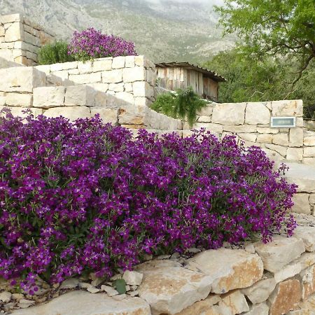 Kuca Za Odmor Viola Vila Živogošće Exterior foto